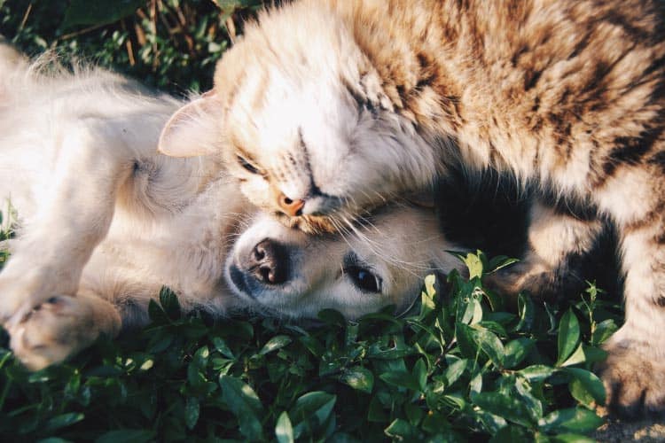 A blonde dog and a tabby striped cat snuggle in a green leafy plant