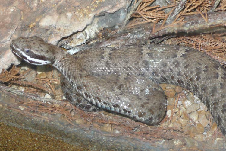 A tan ridge-nosed rattlesnake with white and black stripes on its face is curled up by a rock and big stick